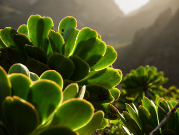 Close-up of green leaves