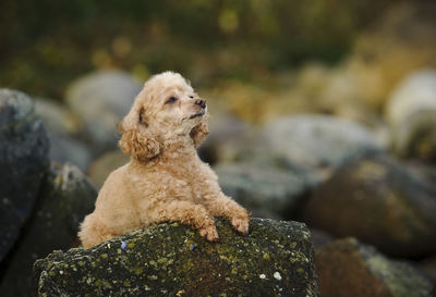 Close-up of poodle