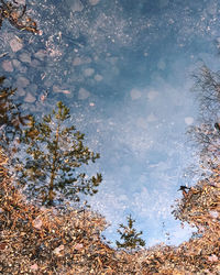 Reflection of tree in lake