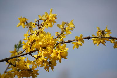 Low angle view of yellow flowers