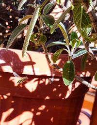 Close-up of snake on branch