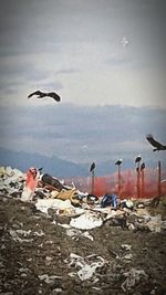 View of birds flying over sea