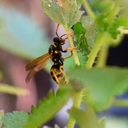 Close-up of bee on plant