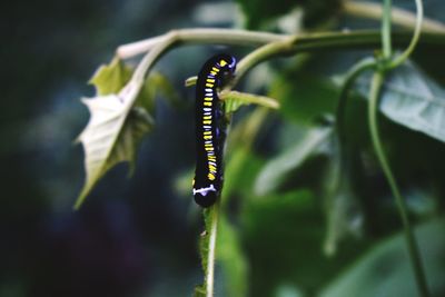 Close-up of insect on plant