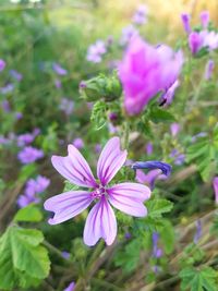 Close-up of pink flowering plant