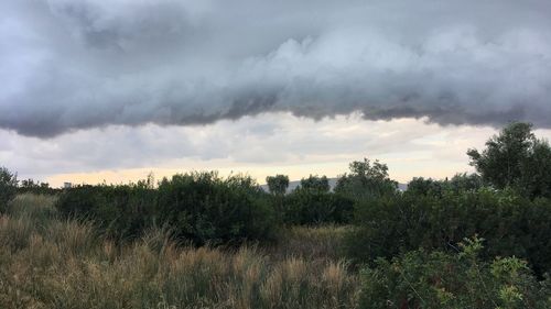 Panoramic view of trees on field against sky