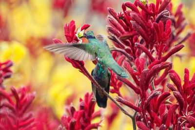 Close-up of bird on red flower