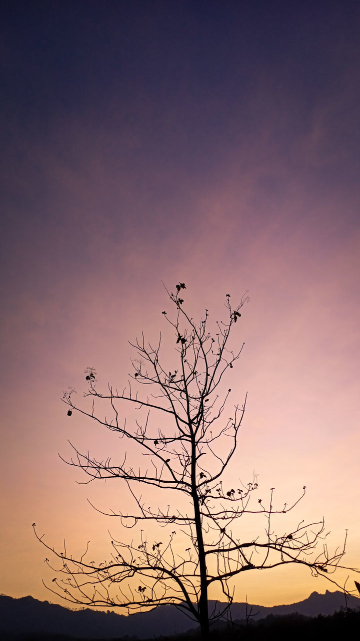 SILHOUETTE OF BIRDS ON BARE TREE AGAINST SKY