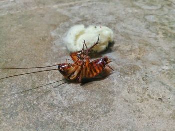 High angle view of insect on floor