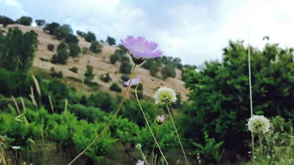 flower, freshness, fragility, growth, petal, beauty in nature, flower head, plant, stem, blooming, nature, sky, focus on foreground, field, in bloom, close-up, wildflower, bud, blossom, day