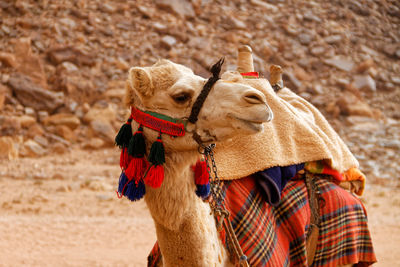 Close-up of camel standing outdoors