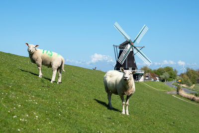 Panoramic image of the windmill of pellworm against blue sky, north frisia, germany