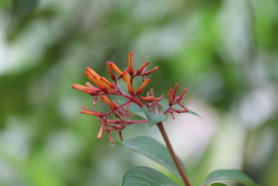 Close-up of red flowering plant