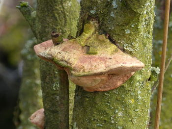 Close-up of tree trunk