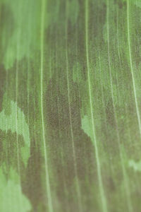 Full frame shot of green leaves