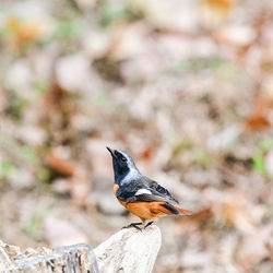 Close-up of bird perching on wood