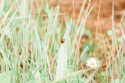 Ladybug crawling on the grass. nature