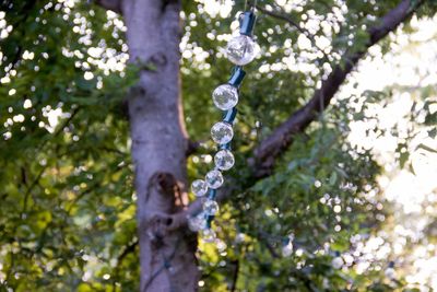 Low angle view of branch hanging on tree