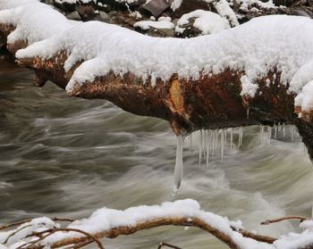 Snow covered trees