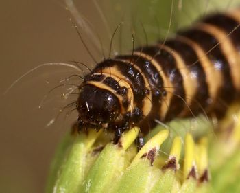 Close-up of insect