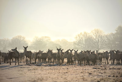 Golden hour red deer her