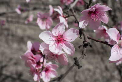 Close-up of pink cherry blossoms