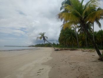 Palm trees on beach against sky