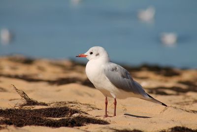 Close-up of seagull on beach