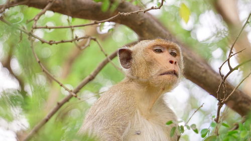 Low angle view of monkey on tree