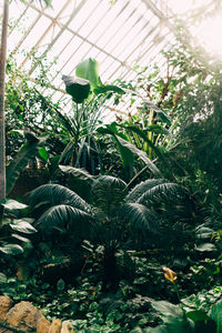 Plants growing in greenhouse