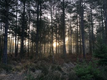 Trees in forest