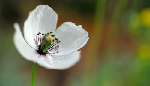 Close-up of white flowering plant