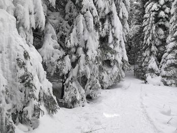 Scenic view of snow covered land