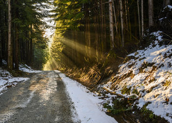 Road amidst trees in forest during winter