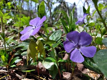 Close-up of purple flowering plant