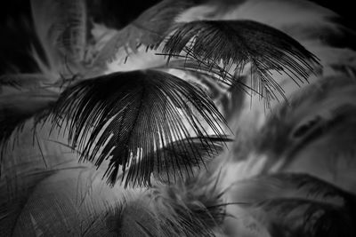 Close-up of palm leaves