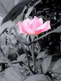 Close-up of pink flower blooming outdoors