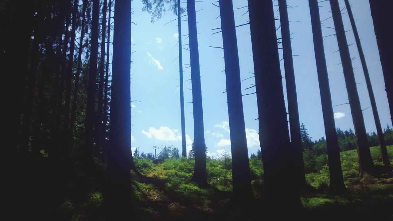 tree, tree trunk, tranquility, forest, tranquil scene, woodland, nature, growth, scenics, beauty in nature, landscape, non-urban scene, silhouette, sky, grass, sunlight, field, idyllic, outdoors, no people