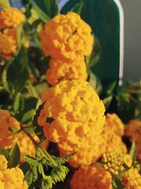 Close-up of yellow flowering plant