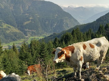Cows standing on mountain against sky