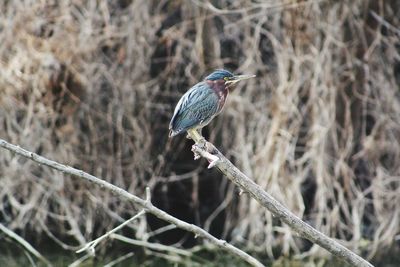 Close-up of bird perching on branch