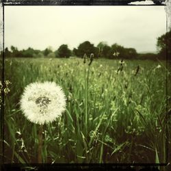 White dandelion flower on field