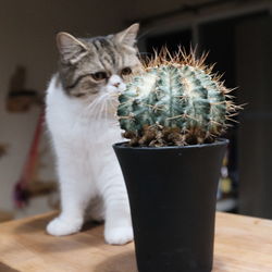 Close-up of cat sitting on potted plant