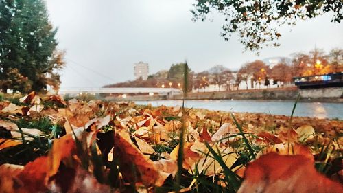 Close-up of autumn leaves by river against sky