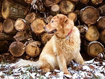 Dog sitting by logs during winter