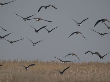 Low angle view of birds flying in the sky