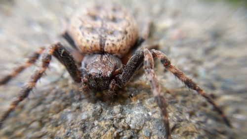 Close-up of insect