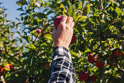 Male hand picking up apple from the tree on the farm. season harvest