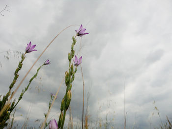 Low angle view of plant against sky