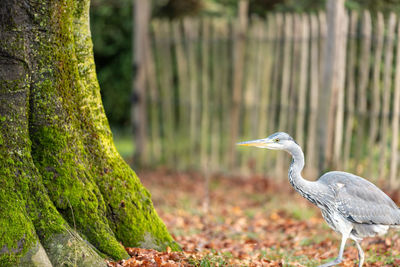 Bird perching on a tree